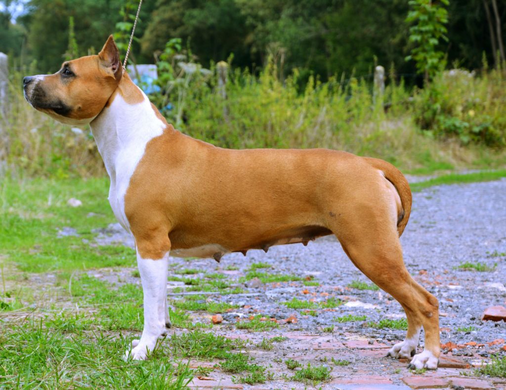 CH. cimar's Akc cimar n seraphim's american made