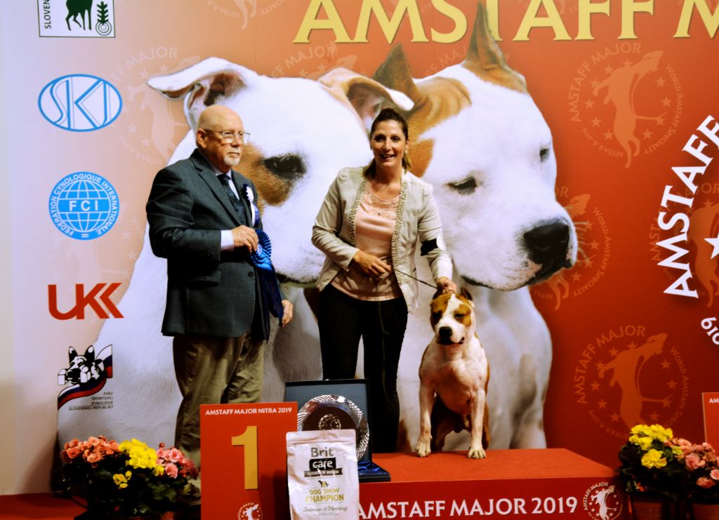 Amstaff best sale major 2019