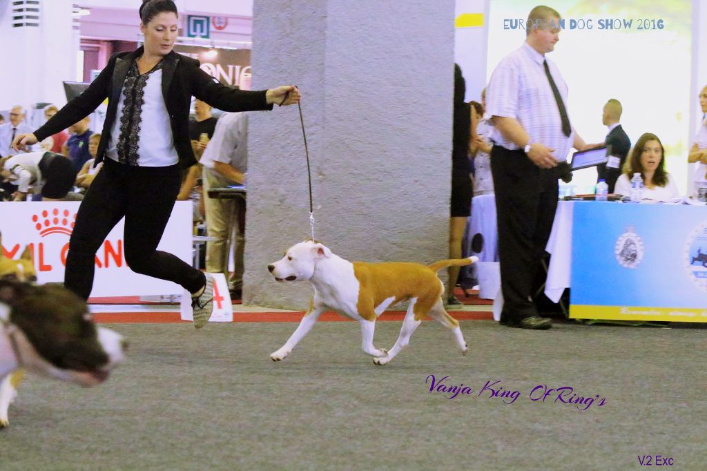CH. Multi biss multi ch gch king of ring's