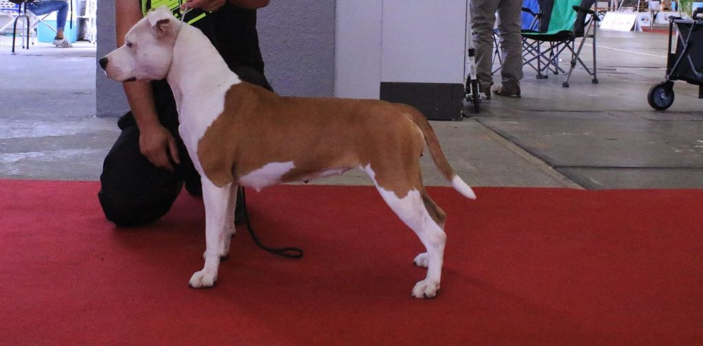 CH. Multi biss multi ch gch king of ring's