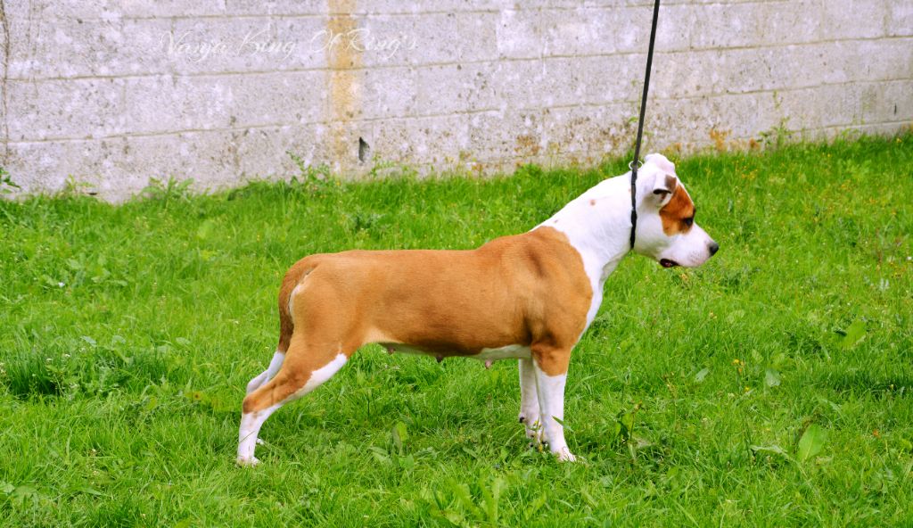 CH. Multi biss multi ch gch king of ring's