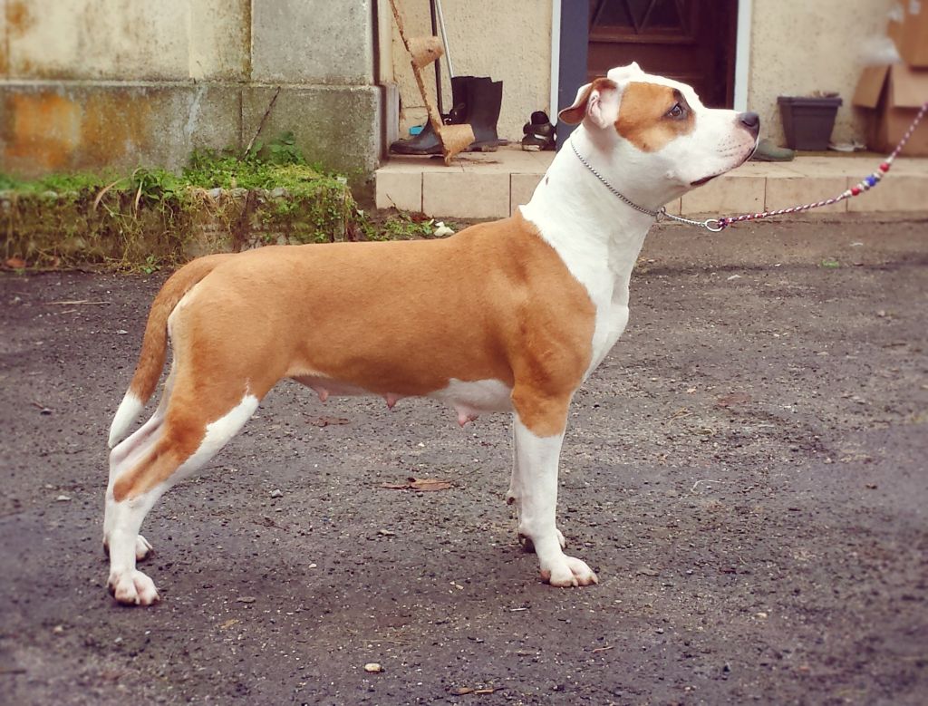 CH. Multi biss multi ch gch king of ring's