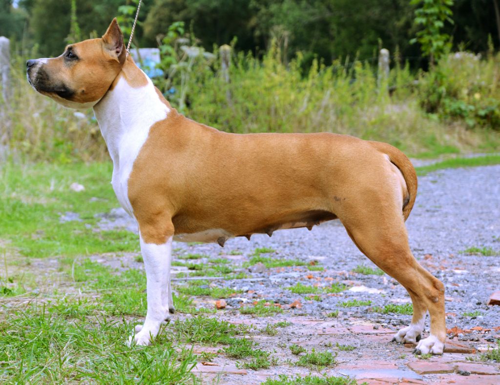 CH. cimar's Akc cimar n seraphim's american made