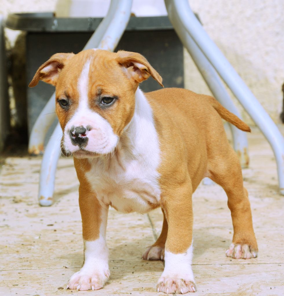 Glory Potency Of Ring's - Chiot disponible  - American Staffordshire Terrier