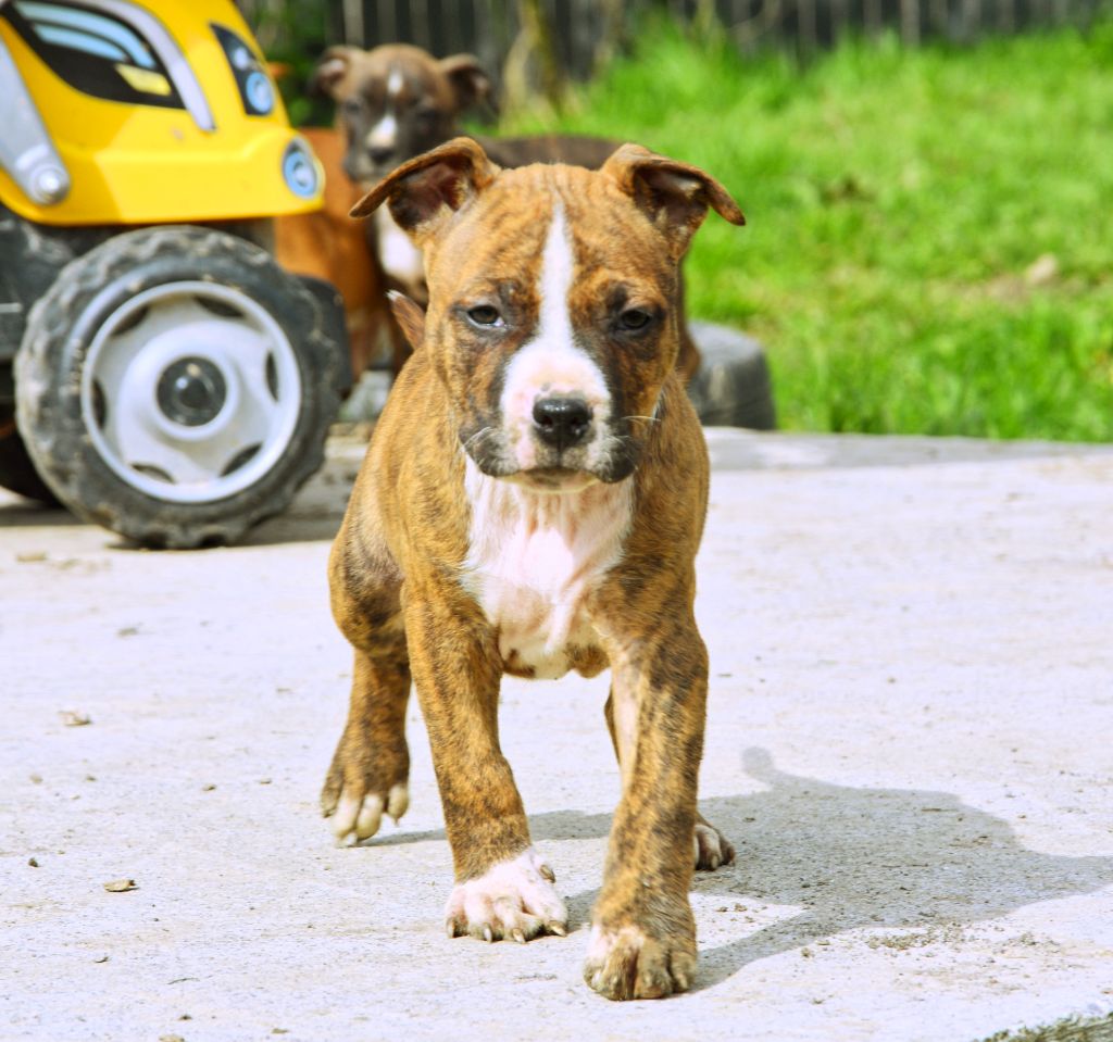 Glory Potency Of Ring's - Chiot disponible  - American Staffordshire Terrier
